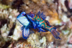 Needless to say, this is a twilight dive, waiting patient... by Larry Polster 